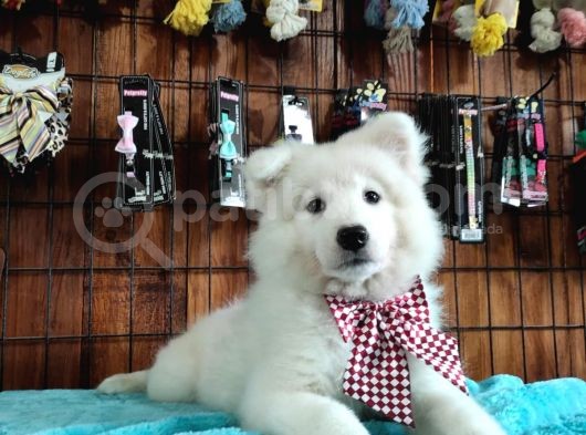 Ayi̇ Yavrusu Samoyed A Kali̇te Irk görsel