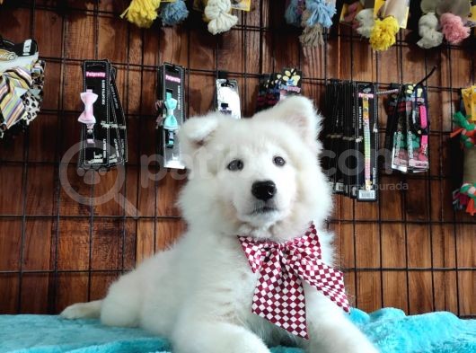 Ayi̇ Yavrusu Samoyed A Kali̇te Irk