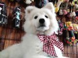 Ayi̇ Yavrusu Samoyed A Kali̇te Irk