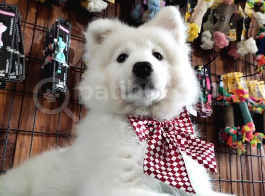 Ayi̇ Yavrusu Samoyed A Kali̇te Irk görsel