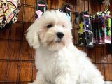 Bembeyaz Maltese Terri̇er 0 Numara