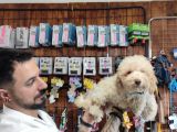 A Secereli Toy Poodle Yavrularımız