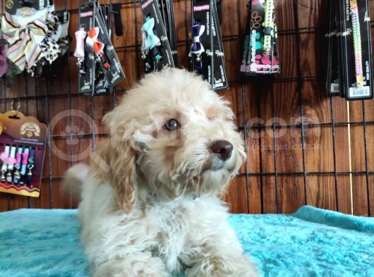 A Secereli Toy Poodle Yavrularımız görsel