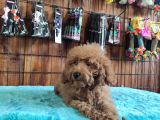 A Secereli Toy Poodle Yavrularımız