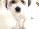 Terrier 1yaş wc eğitimli aşılı 