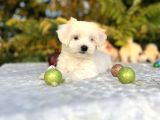 Masum Kar Beyaz Harika güzellikteki Maltese Terrier Yavrular