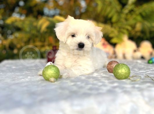 Masum Kar Beyaz Harika Güzellikteki Maltese Terrier Yavrular