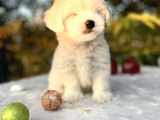 Masum Kar Beyaz Harika Güzellikteki Maltese Terrier Yavrular