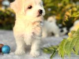 Masum Kar Beyaz Harika Güzellikteki Maltese Terrier Yavrular