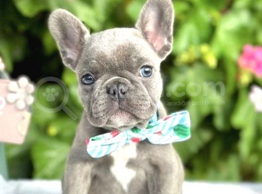 Blue French Buldog Yavrular görsel