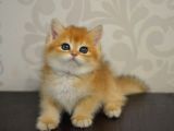 Bal Gibi Ny11 Golden British Shorthair