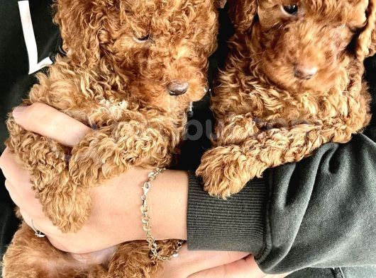 0 Numara Koyu Renk Toy Poodle Yavrularımız görsel