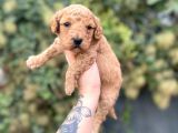 Toy poodle yavrularımız