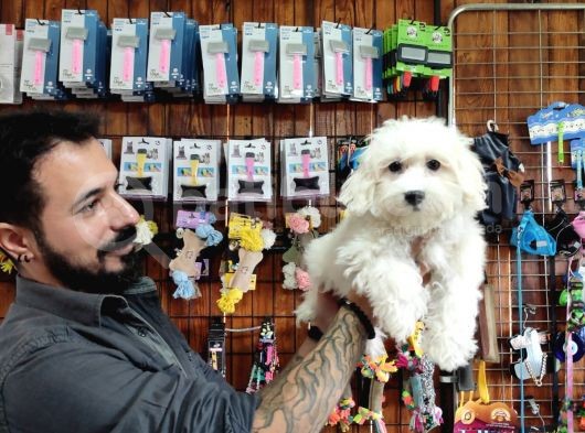 Bembeyaz Maltese Terri̇er 0 Numara görsel