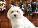 Bembeyaz Maltese Terri̇er 0 Numara