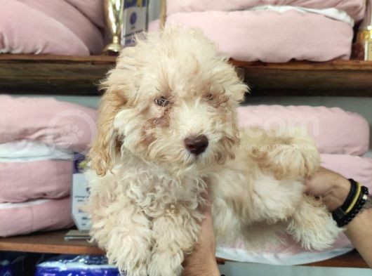 A Secereli Toy Poodle Yavrularımız görsel
