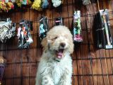 A Secereli Toy Poodle Yavrularımız
