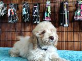 A Secereli Toy Poodle Yavrularımız