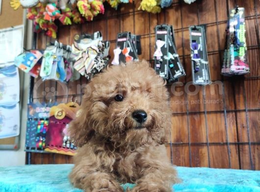 A Secereli Toy Poodle Yavrularımız