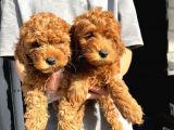 TOY POODLE BEBEKLERİMİZ