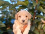 Üst Kalite Maltıpoo Yavrular