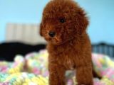 Toy Poodle Yavrular