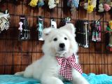Ayi̇ Yavrusu Samoyed A Kali̇te Irk