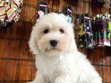 Bembeyaz Maltese Terri̇er 0 Numara