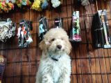 A Secereli Toy Poodle Yavrularımız