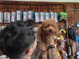 A Secereli Toy Poodle Yavrularımız