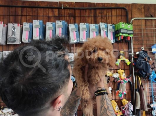A Secereli Toy Poodle Yavrularımız görsel