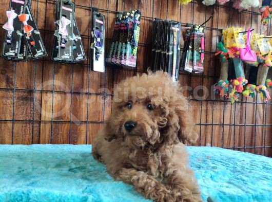A Secereli Toy Poodle Yavrularımız