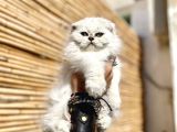 0 Kulak Scottish Fold Longhair Kızımız