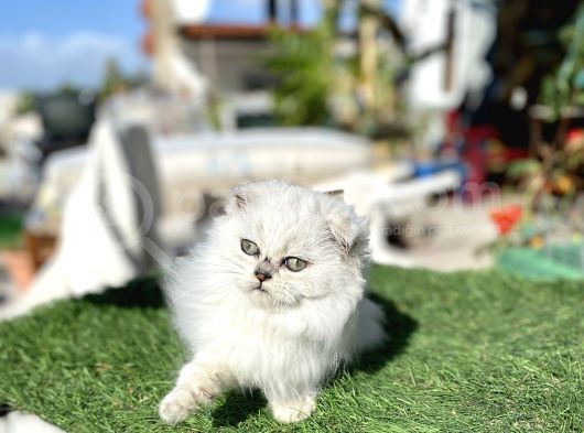 0 Kulak Scottish Fold Longhair Kızımız görsel