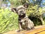 BLUE FRENCH BULLDOG ÖZEL RENK BEBEĞİMİZ