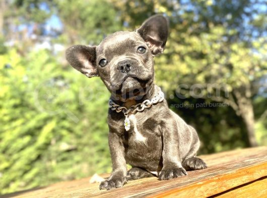 Blue French Bulldog Özel Renk Bebeği̇mi̇z