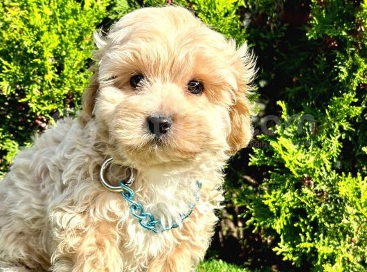 Maltipoo  görsel