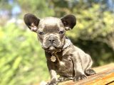 Blue French Bulldog Özel Renk Bebeği̇mi̇z