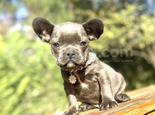 Blue French Bulldog Özel Renk Bebeği̇mi̇z görsel