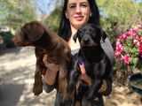 Doberman Yavrularım Sağlık Ve Irk Garantili