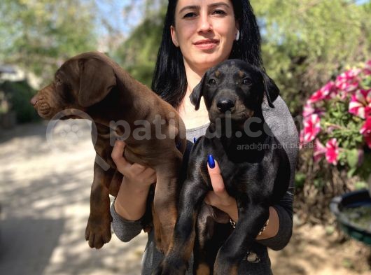 Doberman Yavrularım Sağlık Ve Irk Garantili görsel