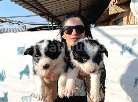 Border Colie Yavrularım Sağlık Ve Irk Garantilid görsel