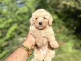Çeşi̇t Çeşi̇t Poodle Bebekleri̇mi̇z A Kali̇te