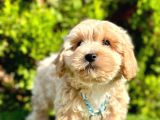 Maltipoo 