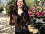 Doberman Yavrularım Sağlık Ve Irk Garantili