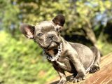 Blue French Bulldog Özel Renk Bebeği̇mi̇z