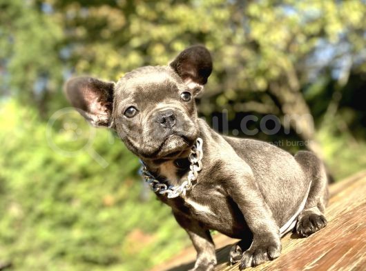 Blue French Bulldog Özel Renk Bebeği̇mi̇z görsel