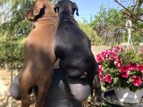 Doberman Yavrularım Sağlık Ve Irk Garantili