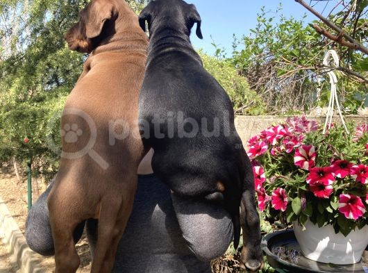 Doberman Yavrularım Sağlık Ve Irk Garantili görsel