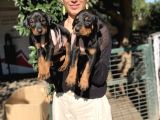 Doberman Yavrularım Sağlık Ve Irk Garantili